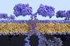 Chimeric antigen receptor: CARs are engineered cell receptors that allow T cells to recognize/attack specifically cancer cells. A signal protein is attached to the intracellular domain illustration