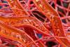 blood-flow-human-capillaries