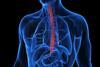3d-rendered-medical-illustration-inflamed-esophagus