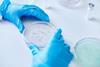 Close,Up,On,Unrecognizable,Microbiologist,Hands,In,Blue,Vinyl,Gloves