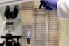 microbiological-culture-researcher-