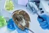 scientist-laboratory-horseshoe-crab