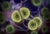 bacteria-neisseria-meningitidis
