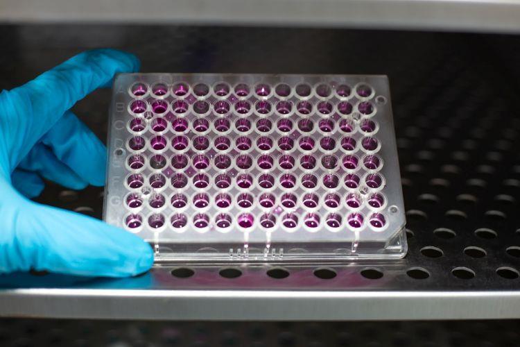 Cell Stack Line Accelerating consistent, stable cell line development with targeted ...
