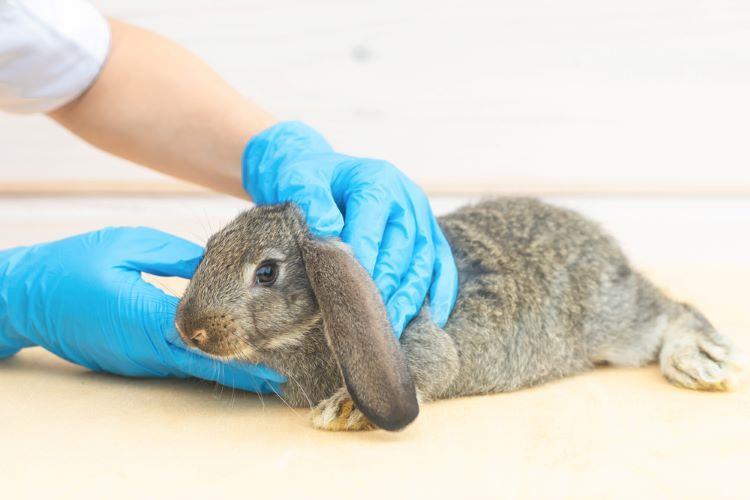 Ph. Eur. rabbit pyrogen test replacement texts ready for public ...