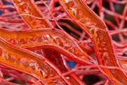 blood-flow-human-capillaries