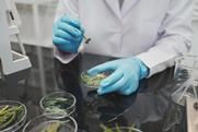scientist-blue-gloves-examines-plant-samples