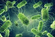 Pathogenic,Salmonella,Bacteria,Background,,Poor,Hygiene,Can,Spread,Salmonella,Infection,