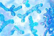 bifidobacterium-gut-health