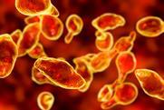 bacteria-mycoplasma-genitalium-concept
