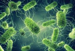 Pathogenic,Salmonella,Bacteria,Background,,Poor,Hygiene,Can,Spread,Salmonella,Infection,
