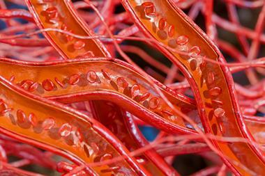 blood-flow-human-capillaries