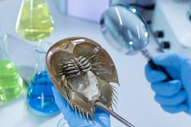 scientist-laboratory-horseshoe-crab