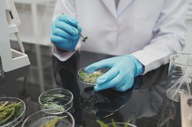 scientist-blue-gloves-examines-plant-samples