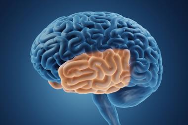 brain temporal lobe render