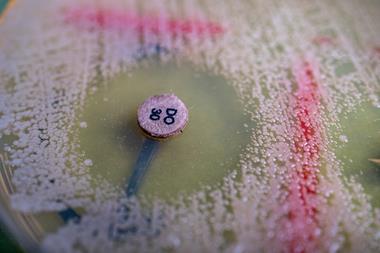 Petri dish with bacterial colonies and antibiotic disc