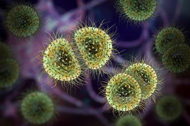bacteria-neisseria-meningitidis