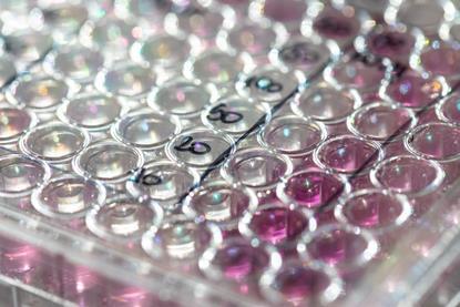 closeup-view-microwell-plate