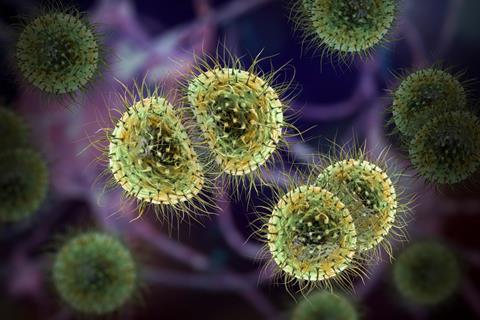 bacteria-neisseria-meningitidis