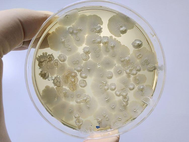 Microbe-carrying particle recovery efficacy with manual surface ...